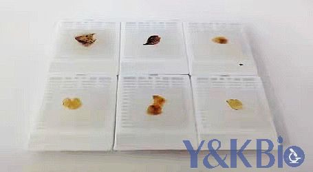 石蜡包埋2-2_副本.jpg 石蜡包埋2-2_副本.jpg