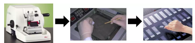 石蜡切片照片.png
