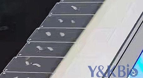 冰冻切片2_副本.jpg 冰冻切片2_副本.jpg