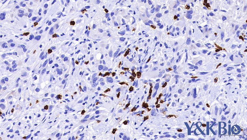 cd8.jpg